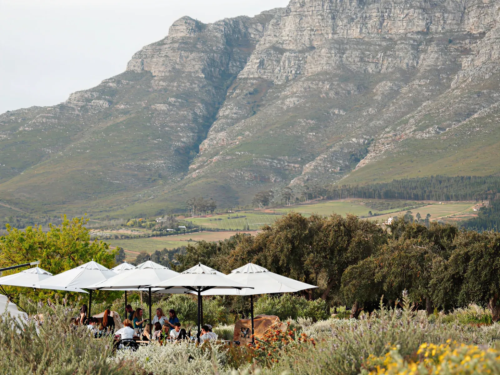 Stellenzicht, Stellenbosch